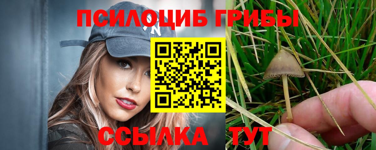 Псилоцибиновые грибы Psilocybine cubensis  наркошоп  Гусев  Псилоцибиновые грибы MAGIC MUSHROOMS  Вход с VPN 